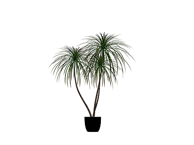 三杆盆栽植物