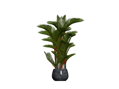 盆栽散尾葵绿植组合