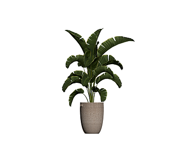 盆栽植物带编织花盆