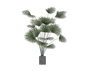 盆栽散尾葵植物