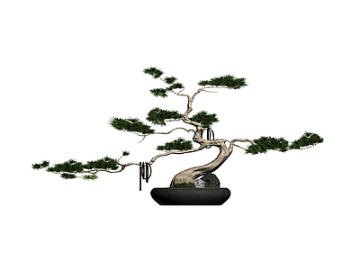 松树盆景盆栽组合