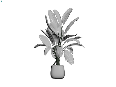 带盆大型绿植盆栽