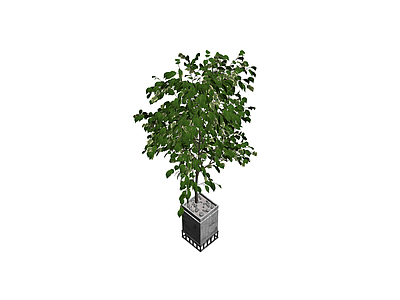 带盆绿植盆栽