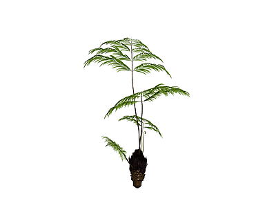 盆栽蕨类植物模型