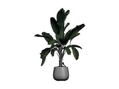 盆栽植物带花盆