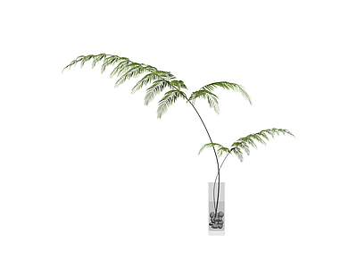 盆栽蕨类植物