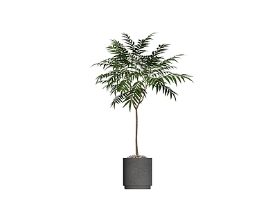 盆栽绿植带盆