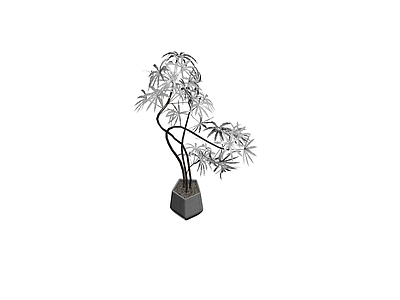 盆栽植物带花盆