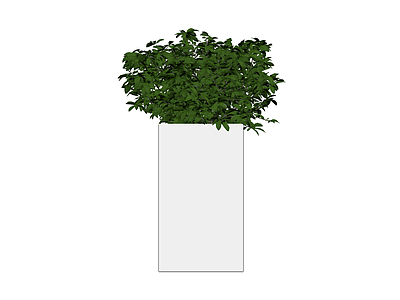 灰色方盆绿植盆栽