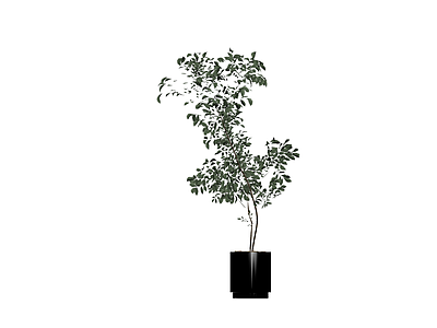 黑色花盆绿植盆栽