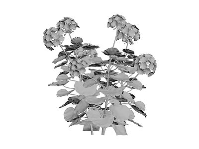 绣球花植物模型