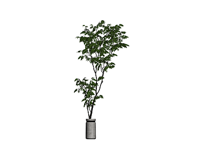 盆栽绿植带盆
