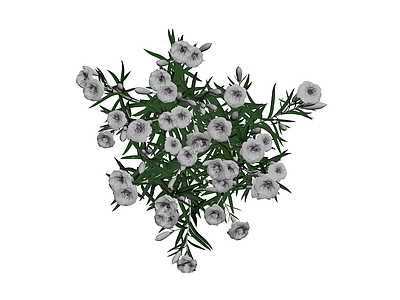 白色康乃馨花丛植物