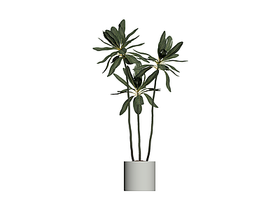 盆栽植物组合