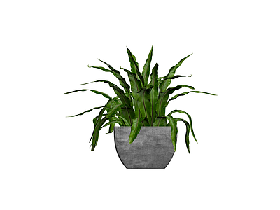 盆栽蕨类植物带盆