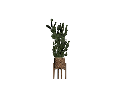 盆栽仙人掌植物