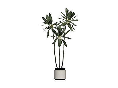 盆栽绿植带盆