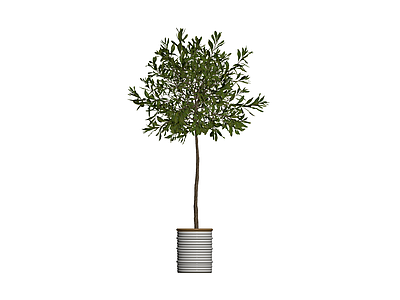 带盆盆栽绿植模型