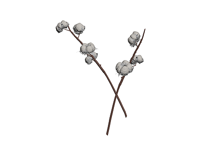 棉花枝条模型