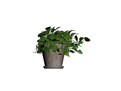 盆栽绿植组合