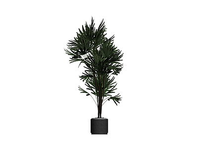 盆栽棕榈植物