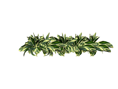 绿白条纹灌木植物组