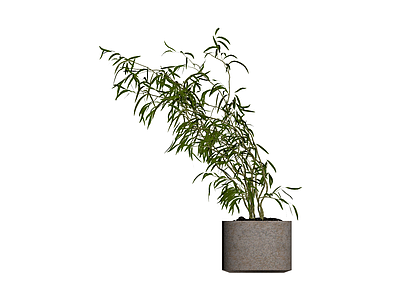 盆栽竹子带盆