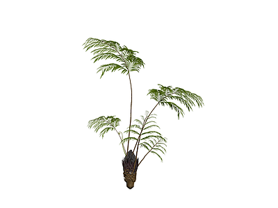 蕨类植物盆栽