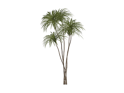 多杆丛生棕榈植物