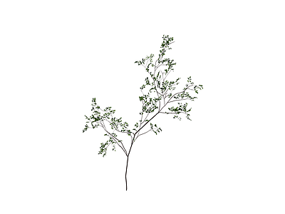 独立绿色灌木植物