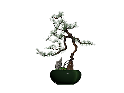松树盆景带盆石
