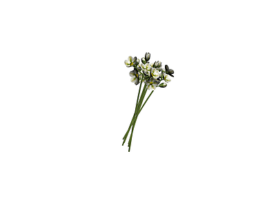 白色花朵植物模型