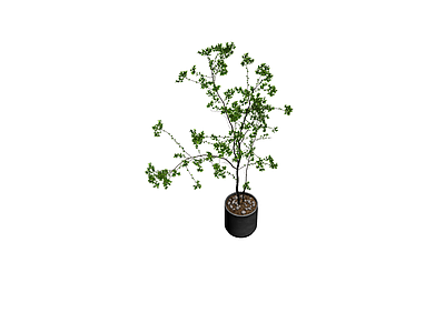 盆栽绿植带盆
