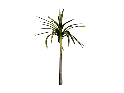 单株棕榈树植物模型