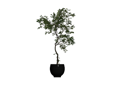 黑色盆栽绿植模型