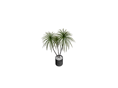 盆栽植物带盆