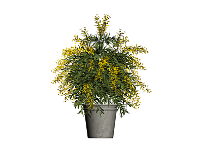 黄色开花盆栽植物