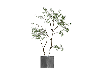 盆栽植物带盆