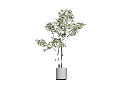 灰模盆栽植物模型