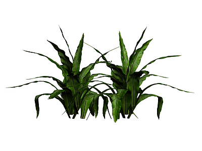 丛生绿色蕨类植物