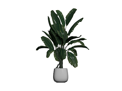 灰模盆栽植物
