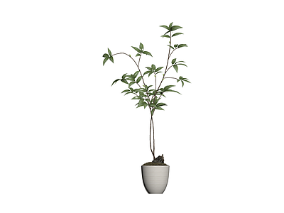 盆栽绿植带盆