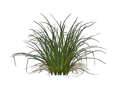 丛生观赏草植物模型