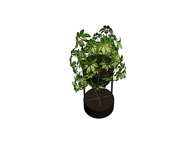盆栽植物带支架