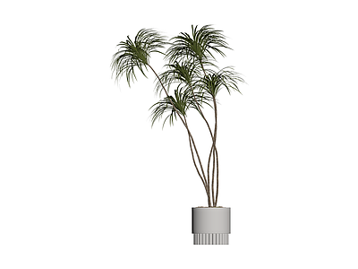 盆栽绿植组合