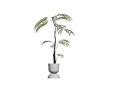 白盆羽叶植物盆栽