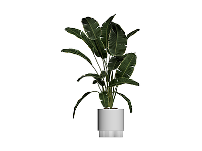 盆栽植物带盆