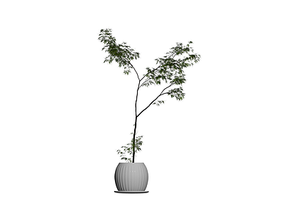 盆栽植物带盆
