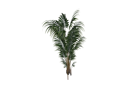 丛生散尾葵植物模型