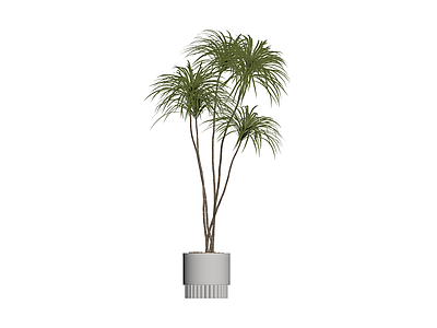 带盆绿植盆栽
